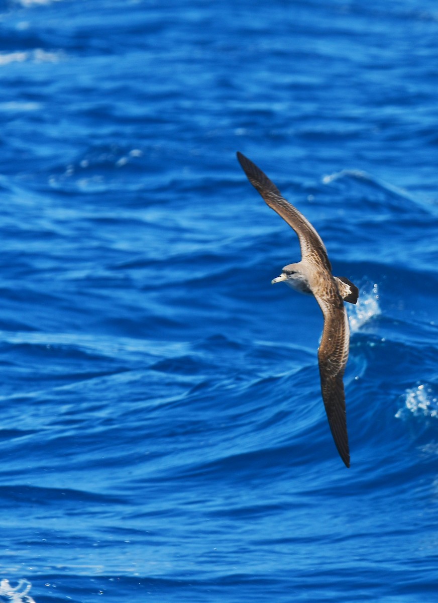 Scopoli's Shearwater - ML635037761