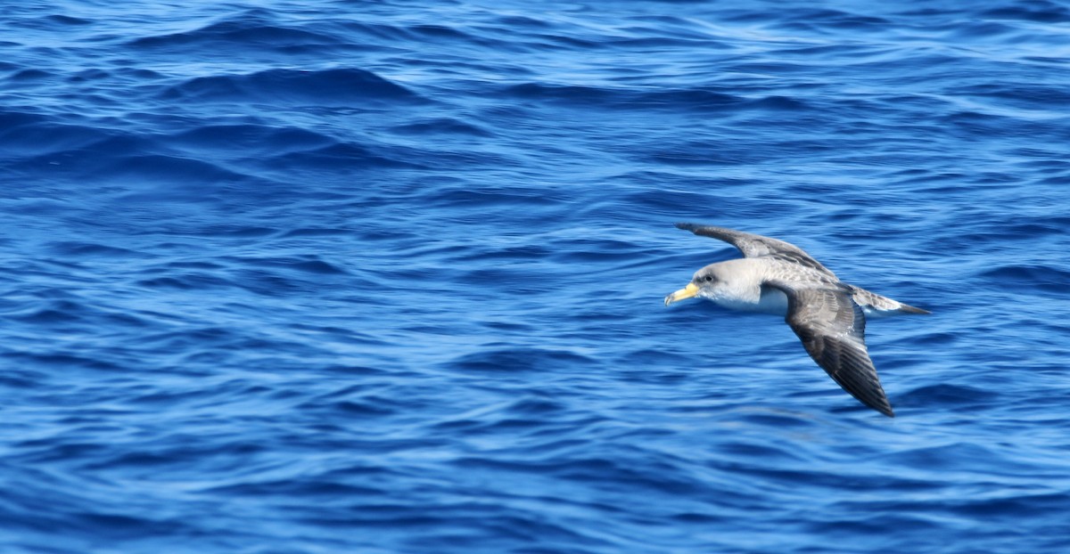 Scopoli's Shearwater - ML635037809