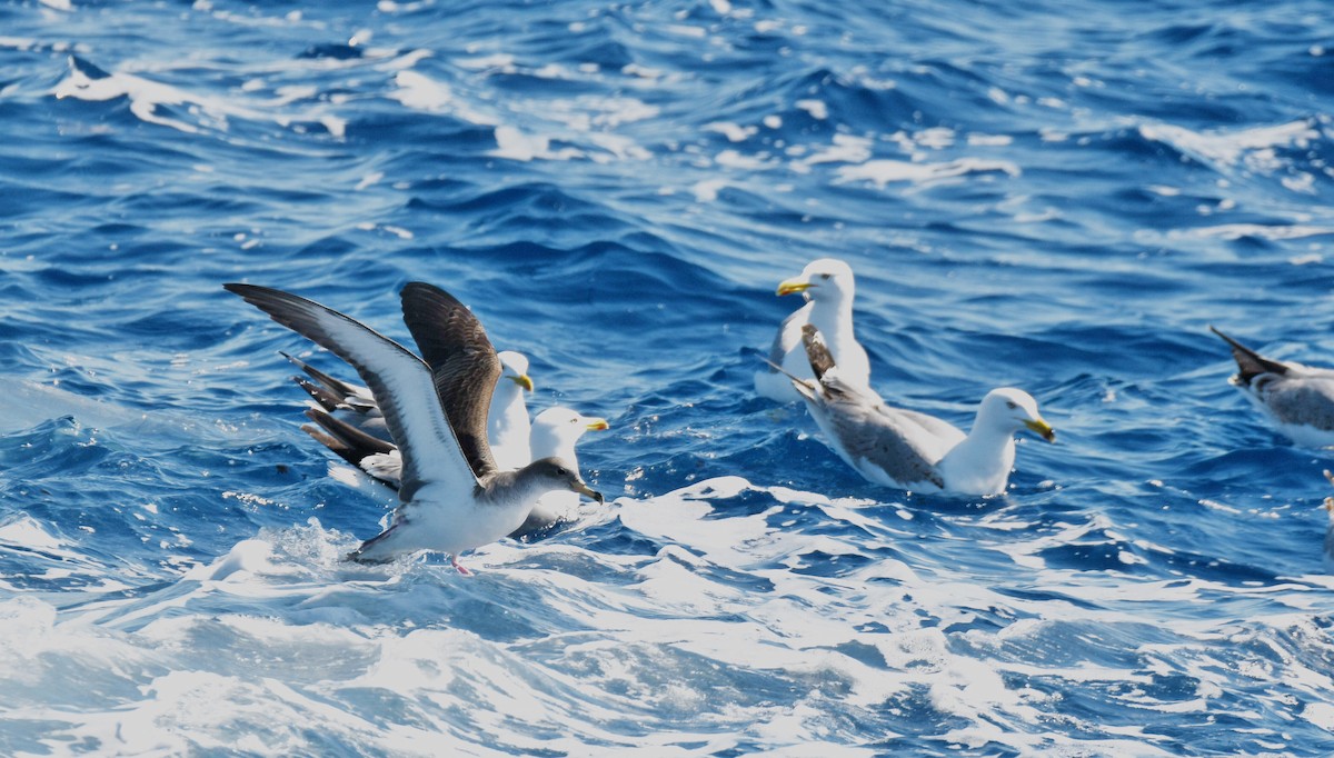 Scopoli's Shearwater - ML635037810