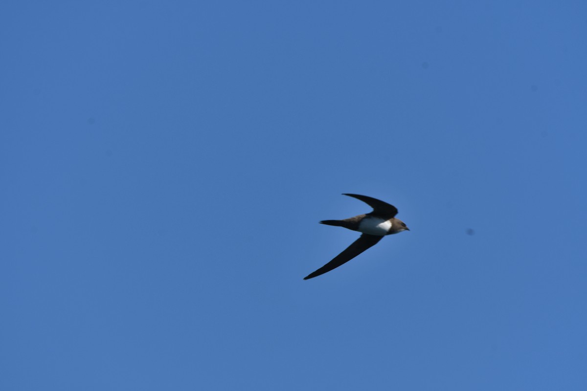 Alpine Swift - ML635037880