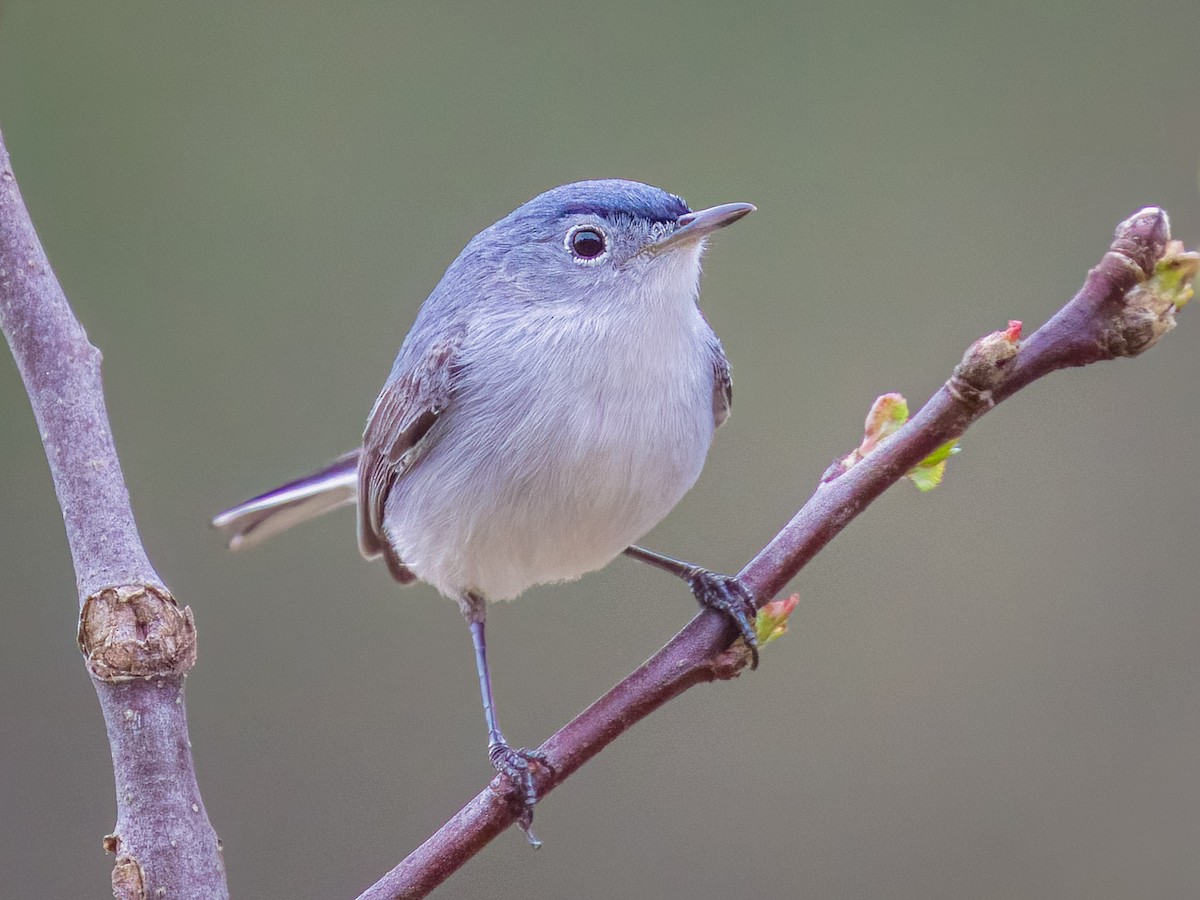 Blue-gray Gnatcatcher - ML635037881