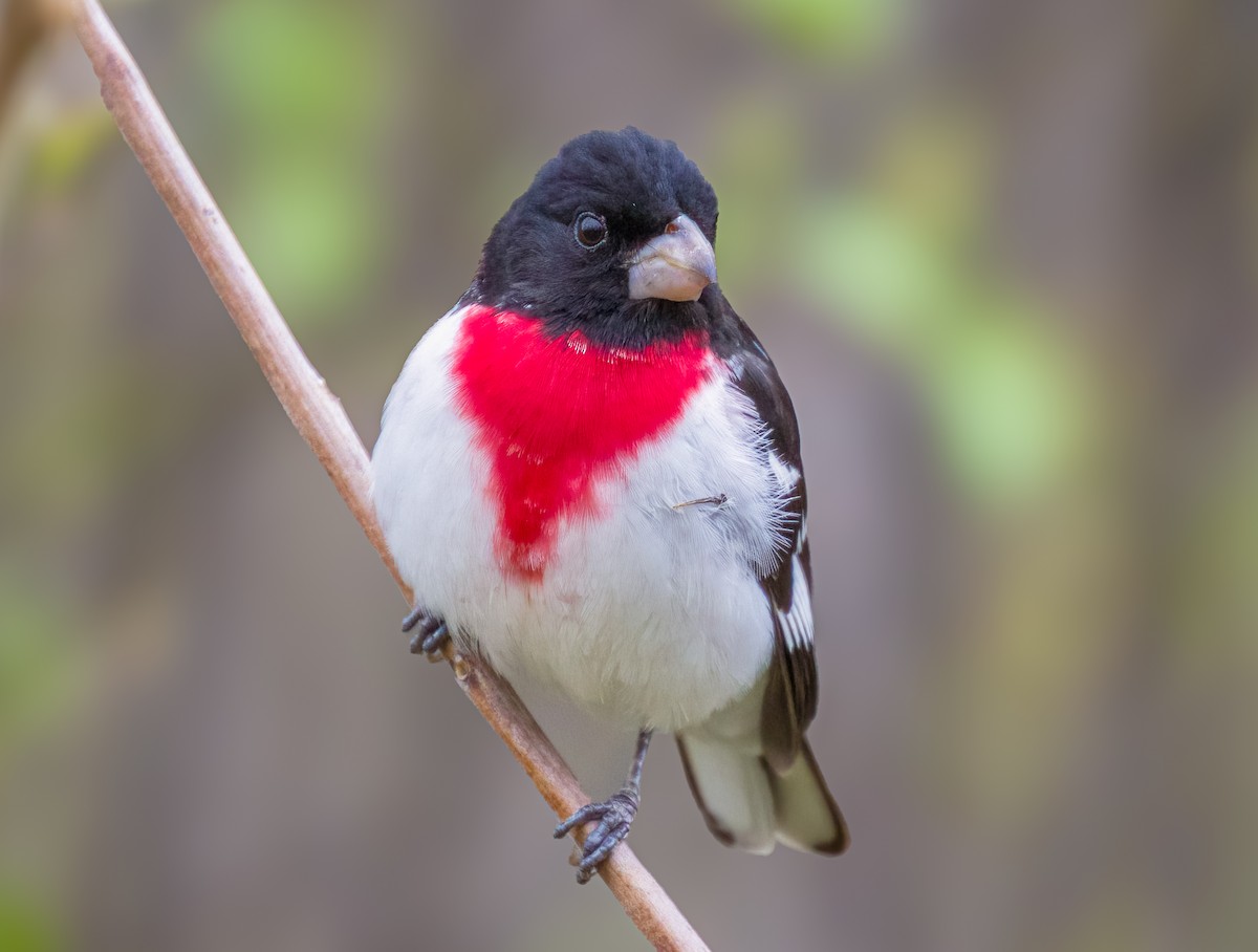 Rose-breasted Grosbeak - ML635037911
