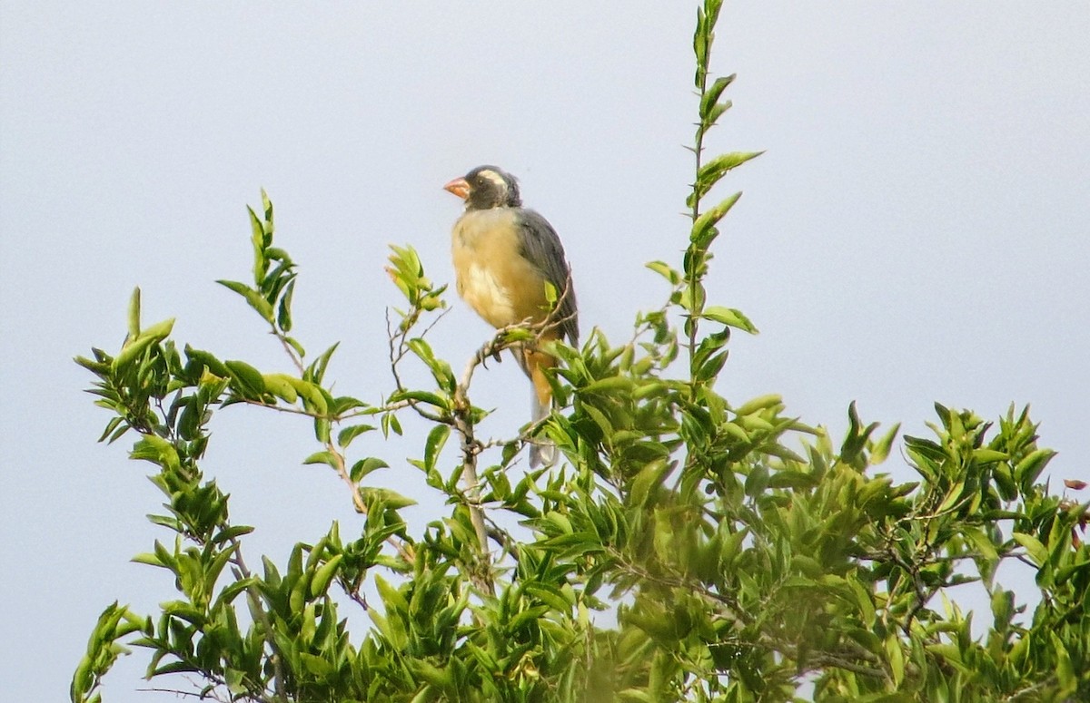 Golden-billed Saltator - ML635037914