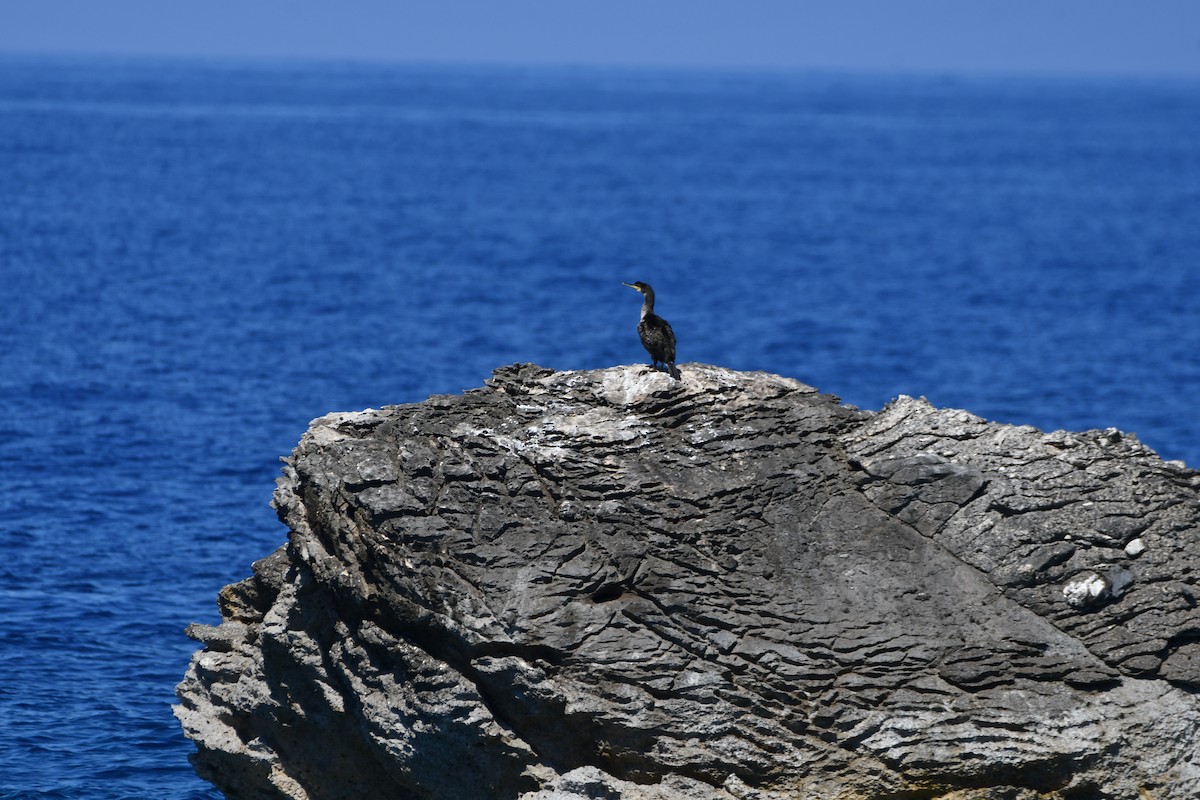 European Shag (Mediterranean) - ML635038028