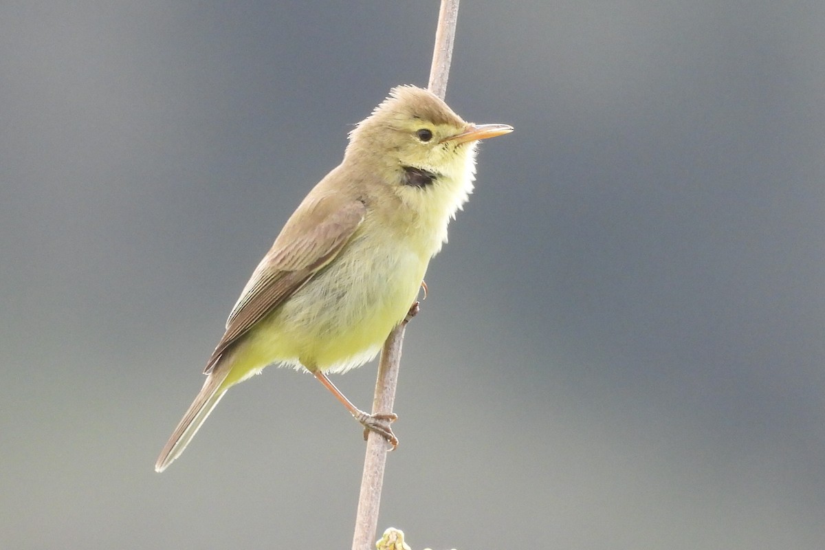 Melodious Warbler - ML635038057