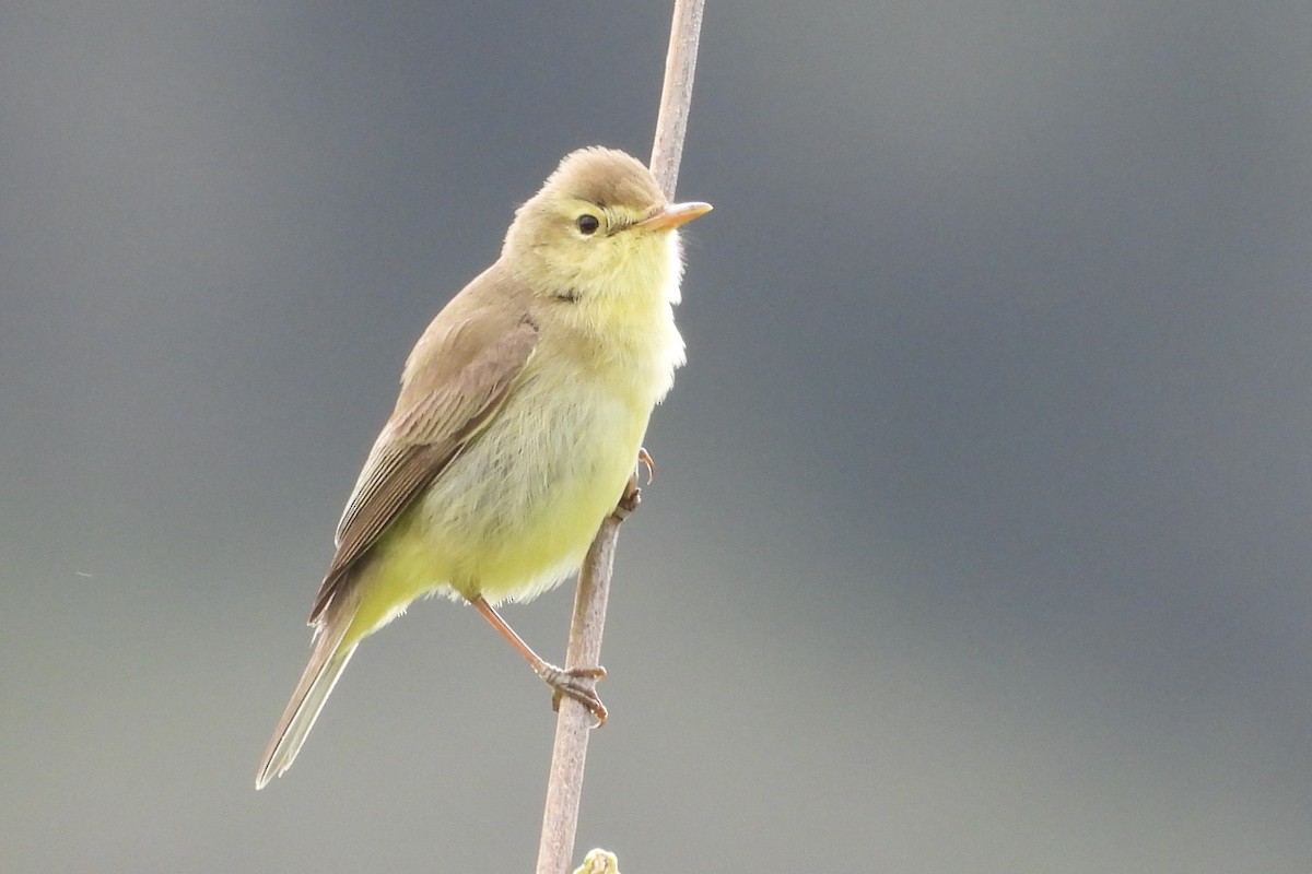 Melodious Warbler - ML635038059