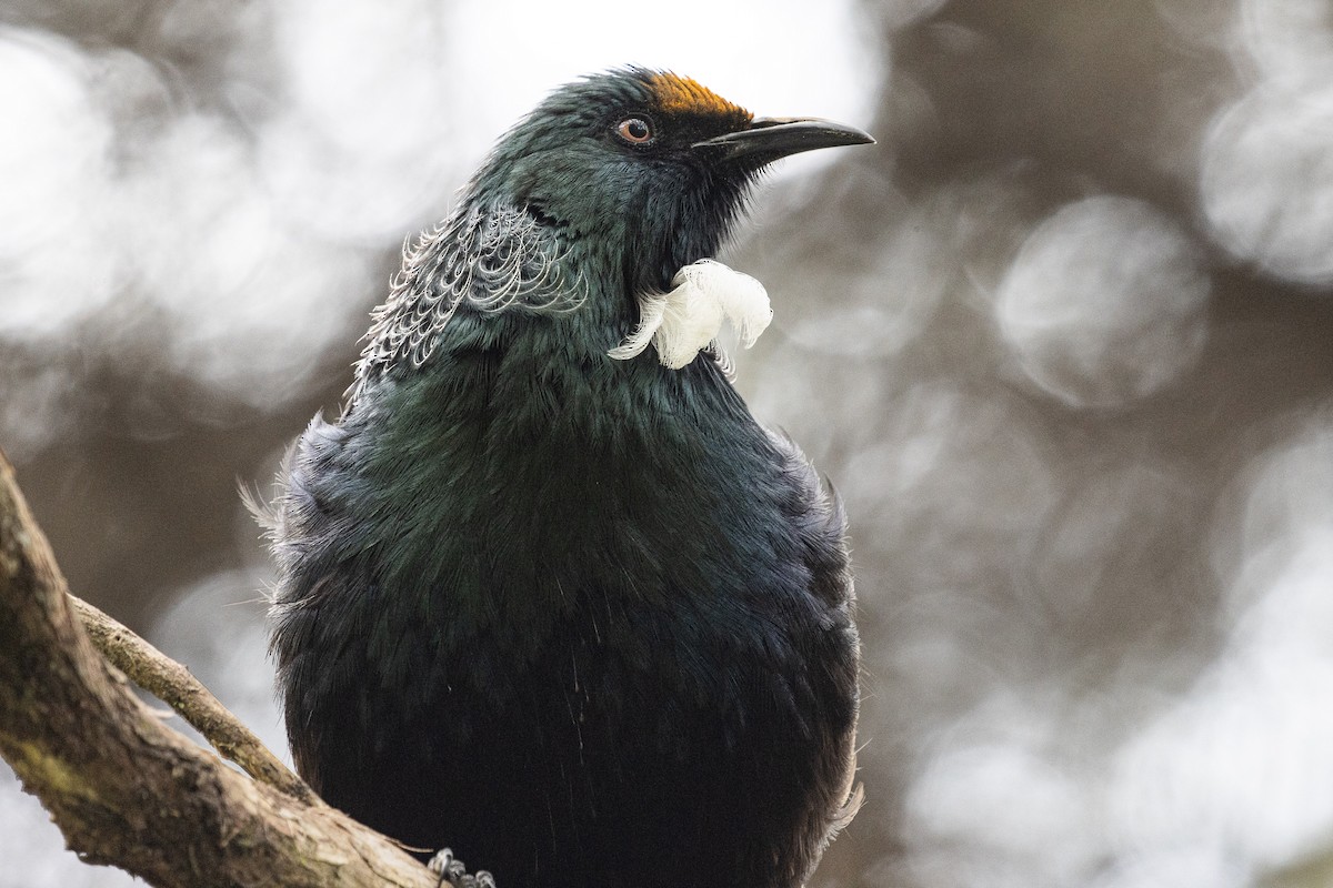 Mielero Tui - ML635038244