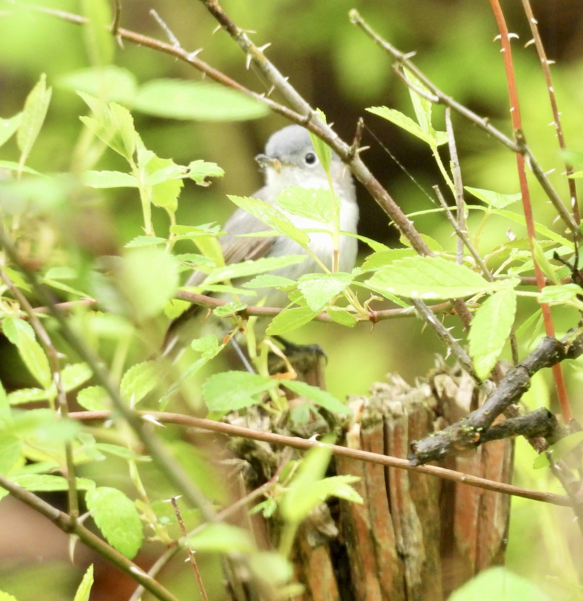 Blue-gray Gnatcatcher - ML635038249