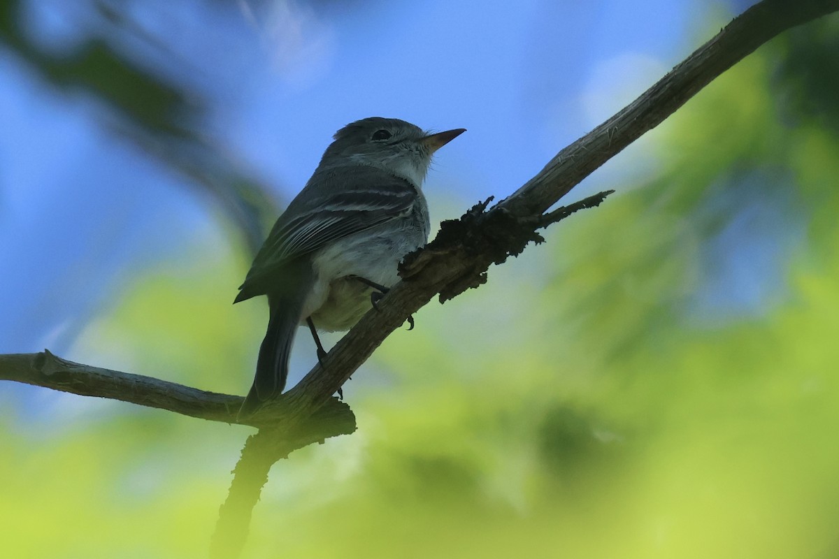 Gray Flycatcher - ML635038255