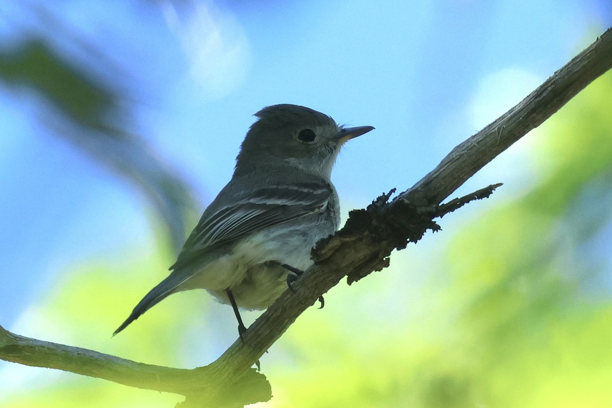 Gray Flycatcher - ML635038258