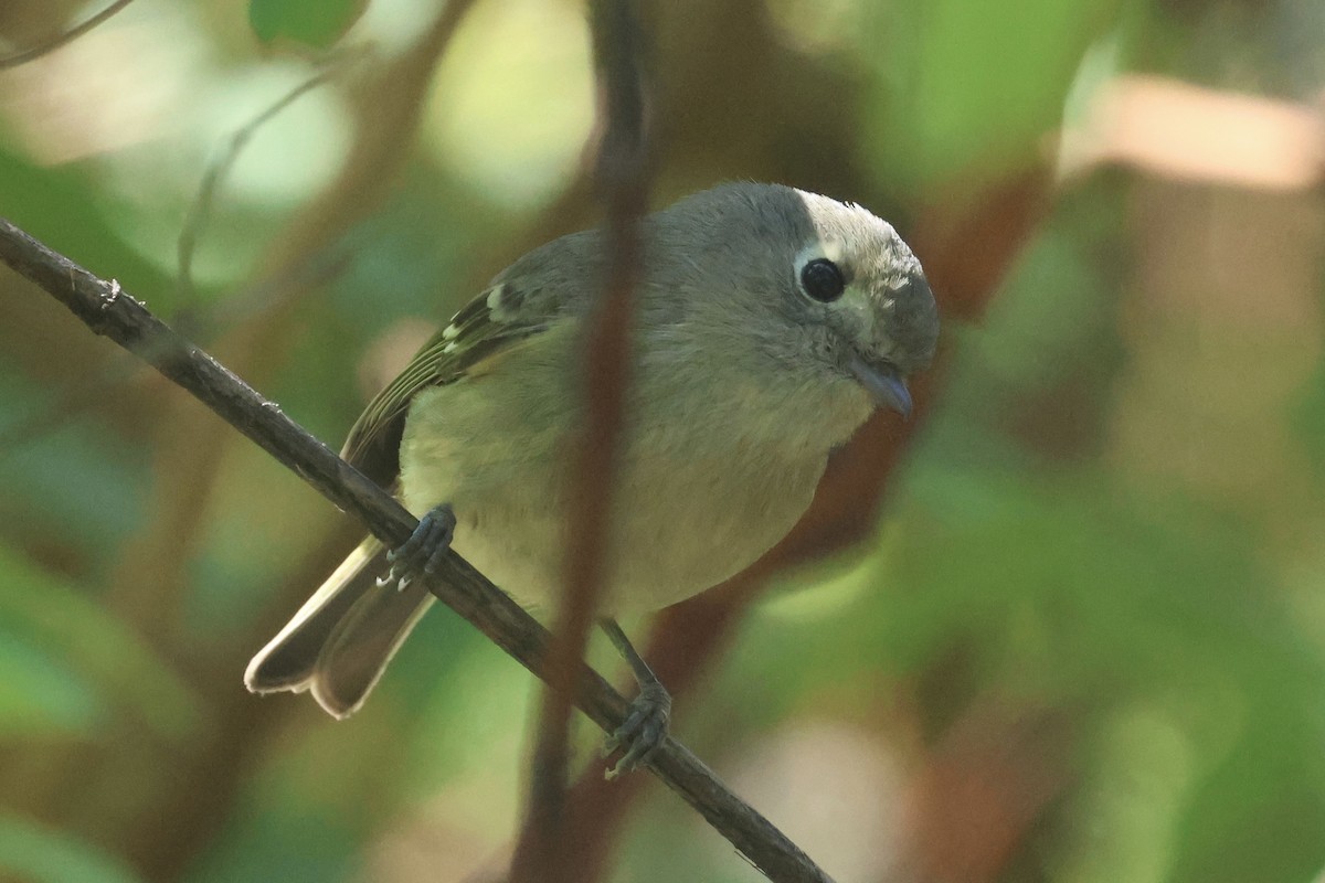 Hutton's Vireo - ML635038267