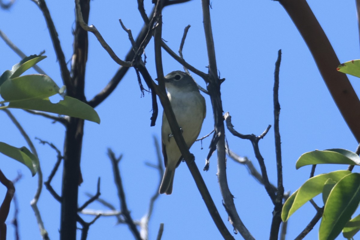 Cassin's Vireo - ML635038279