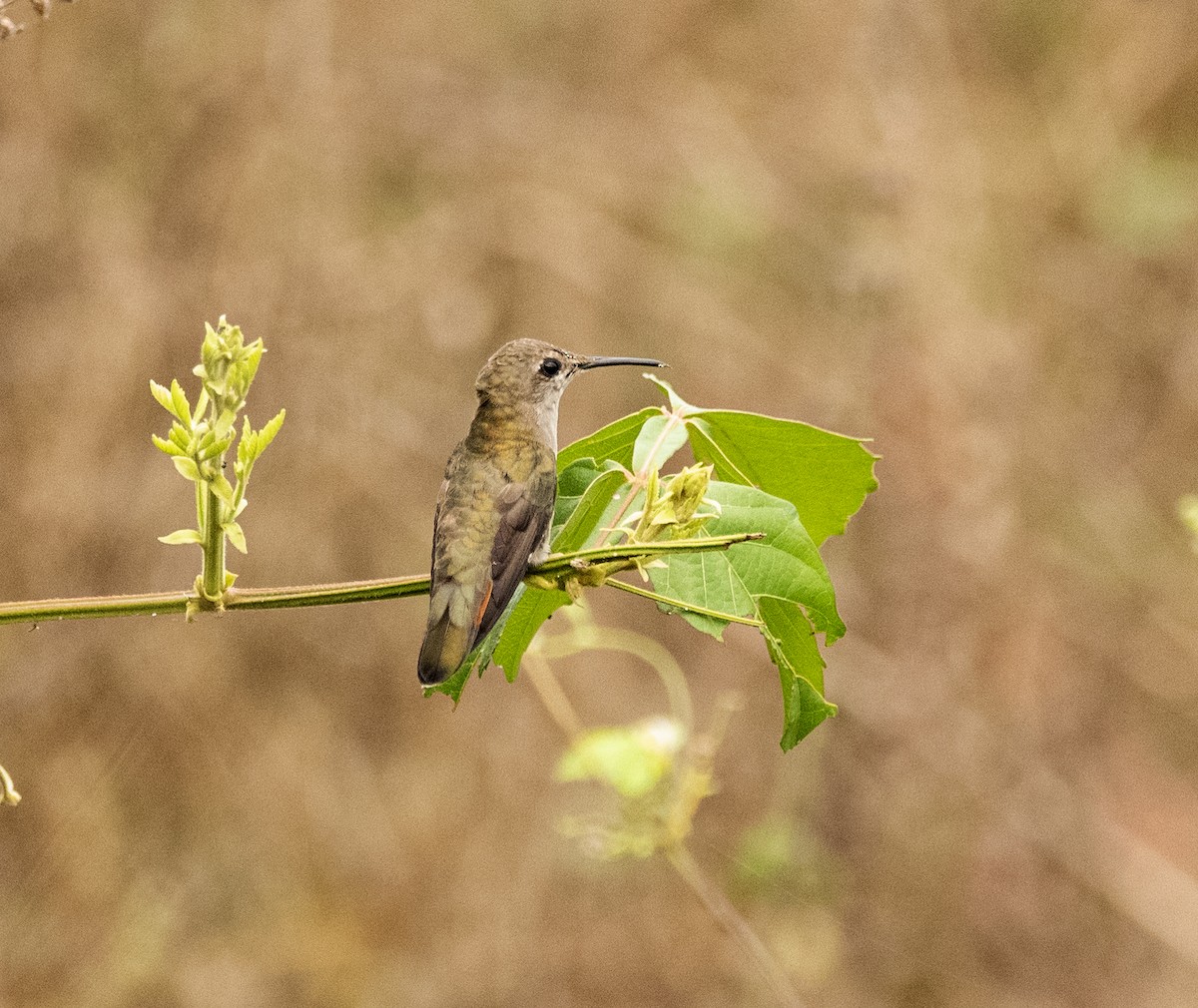 Ruby-topaz Hummingbird - ML635038280