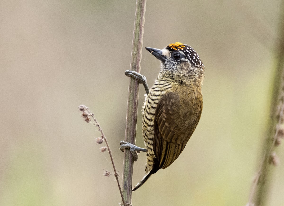 Golden-spangled Piculet (Pernambuco) - ML635038299