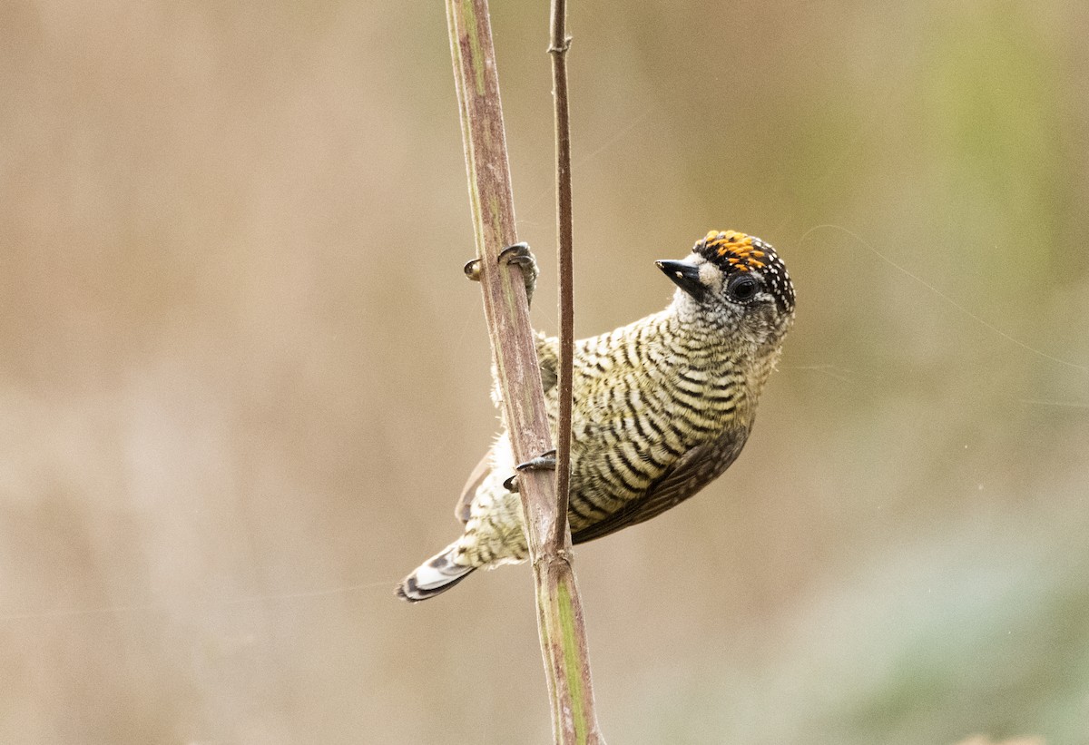 Golden-spangled Piculet (Pernambuco) - ML635038300