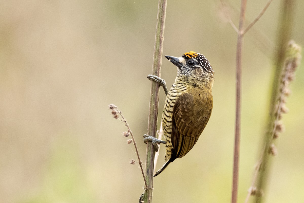 Golden-spangled Piculet (Pernambuco) - ML635038302