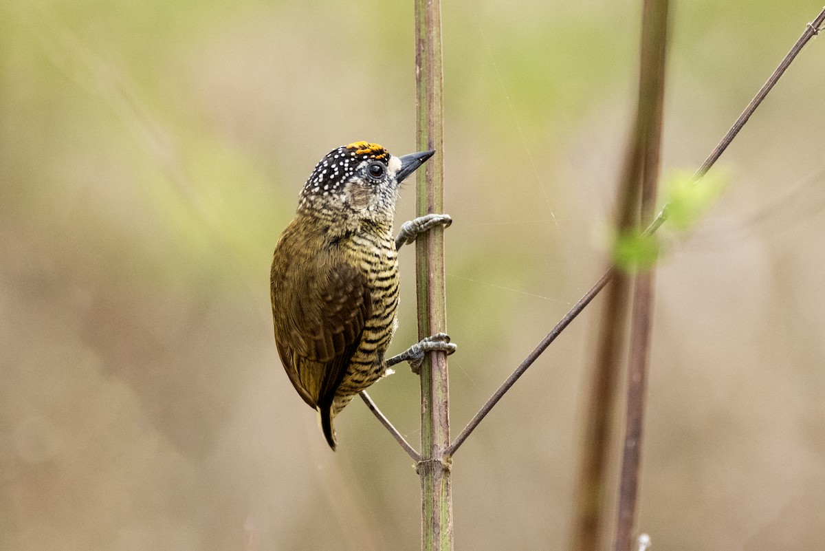 Golden-spangled Piculet (Pernambuco) - ML635038303