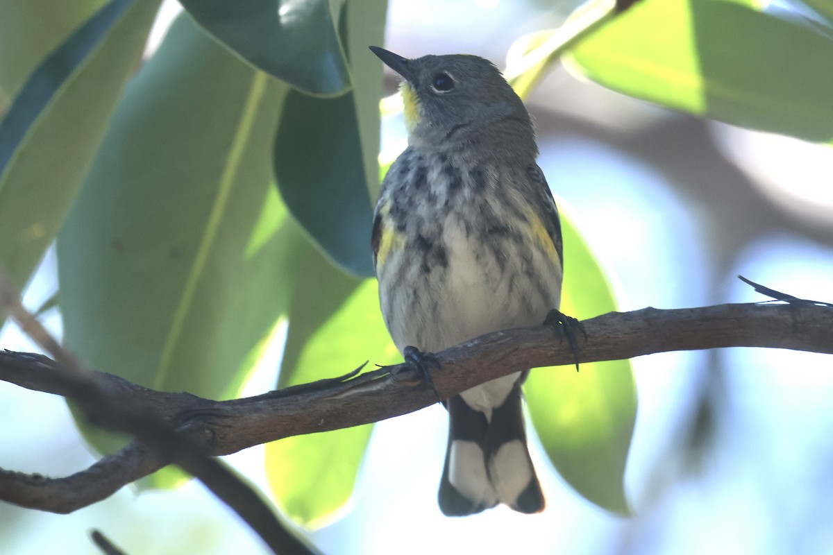 Yellow-rumped Warbler (Audubon's) - ML635038304