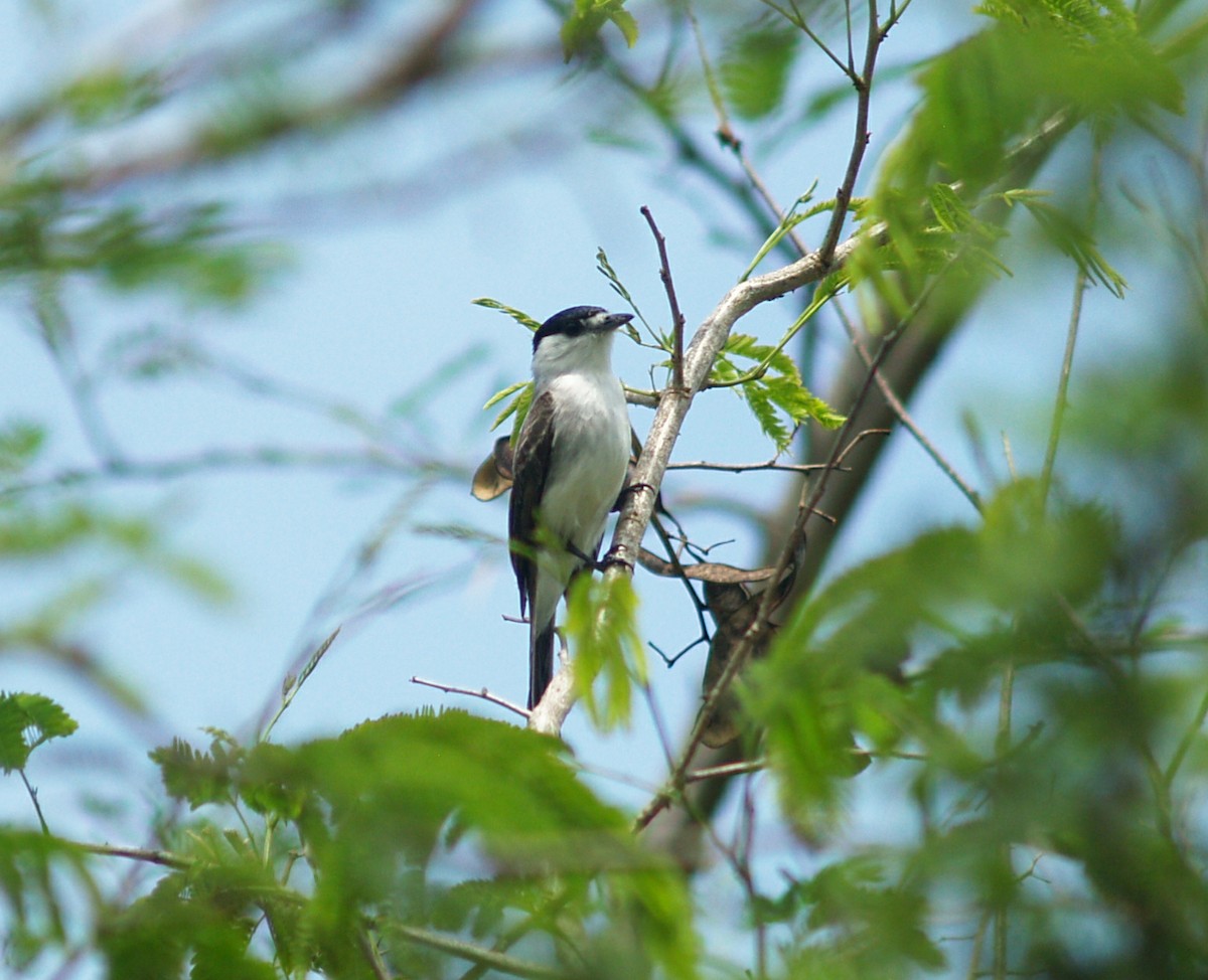 White-naped Xenopsaris - ML635038353