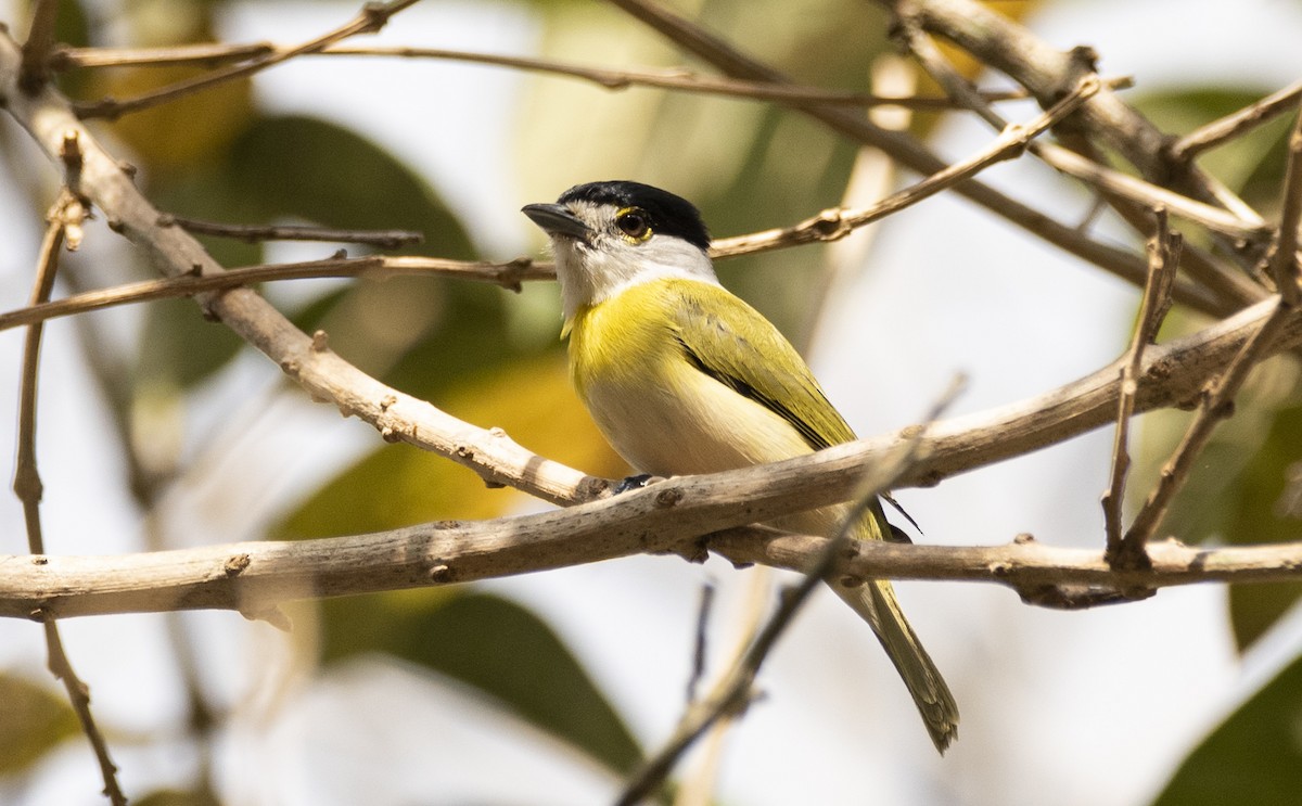 Green-backed Becard (Green-backed) - ML635038369