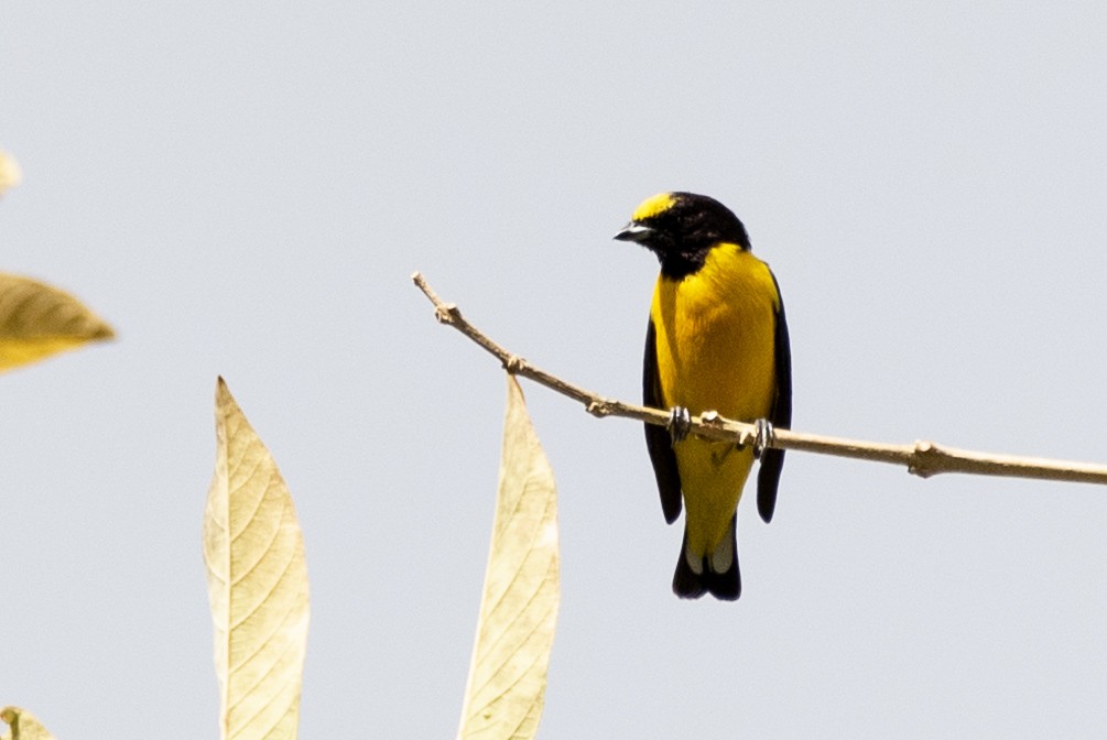 Purple-throated Euphonia - ML635038381