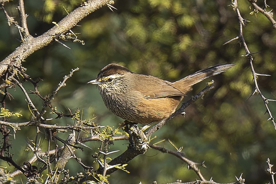 Dusky-tailed Canastero - ML635038401