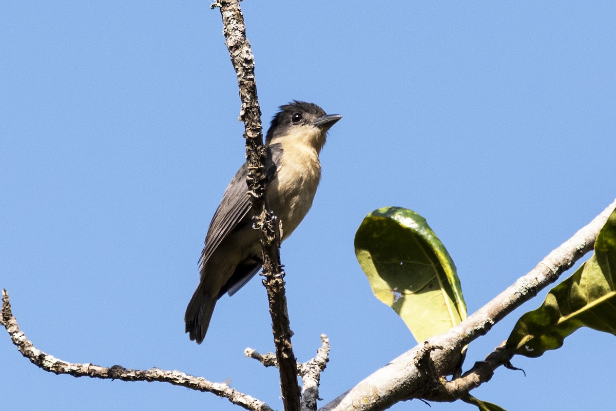 Crested Becard - ML635038405