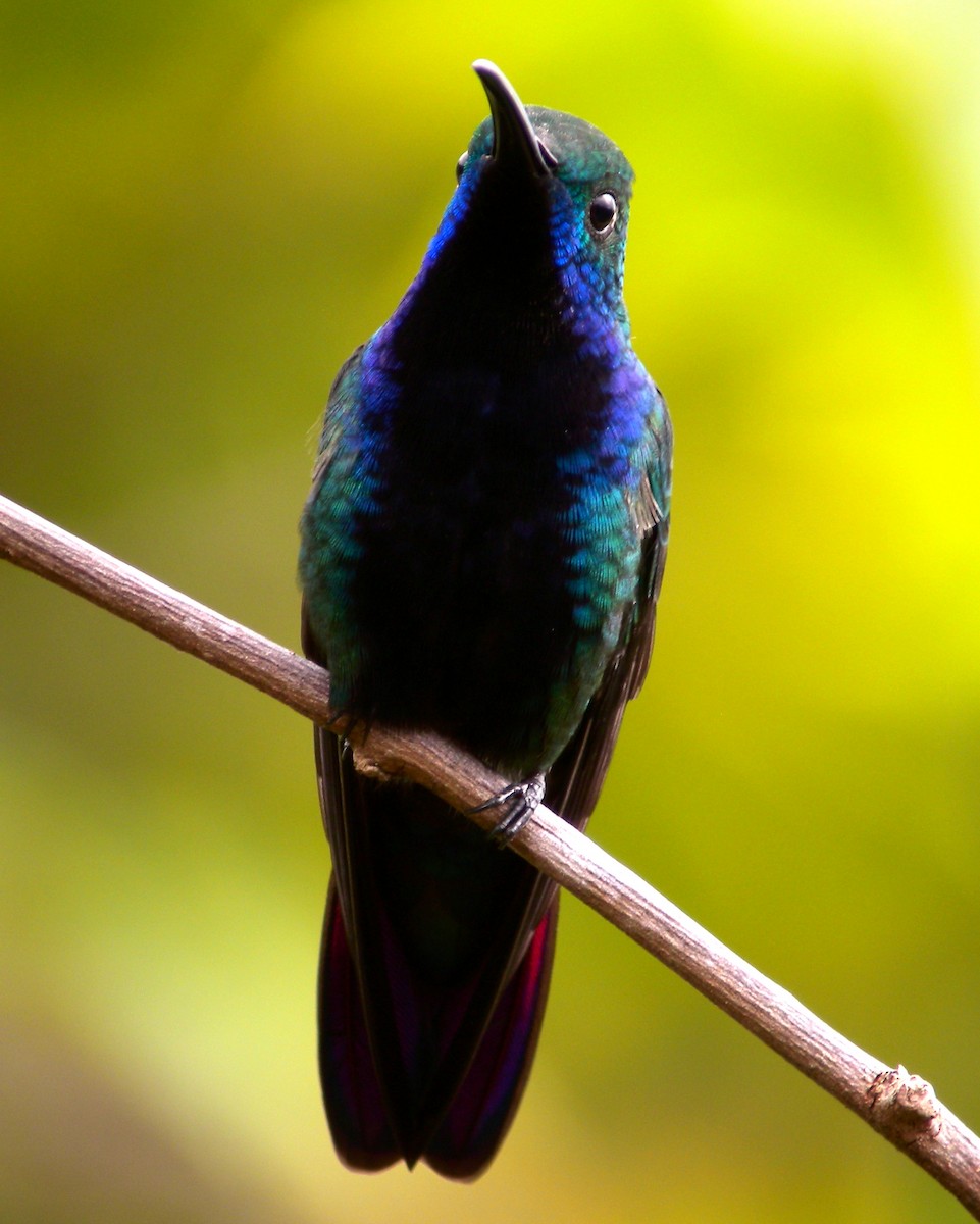 kolibřík tropický - ML63503841