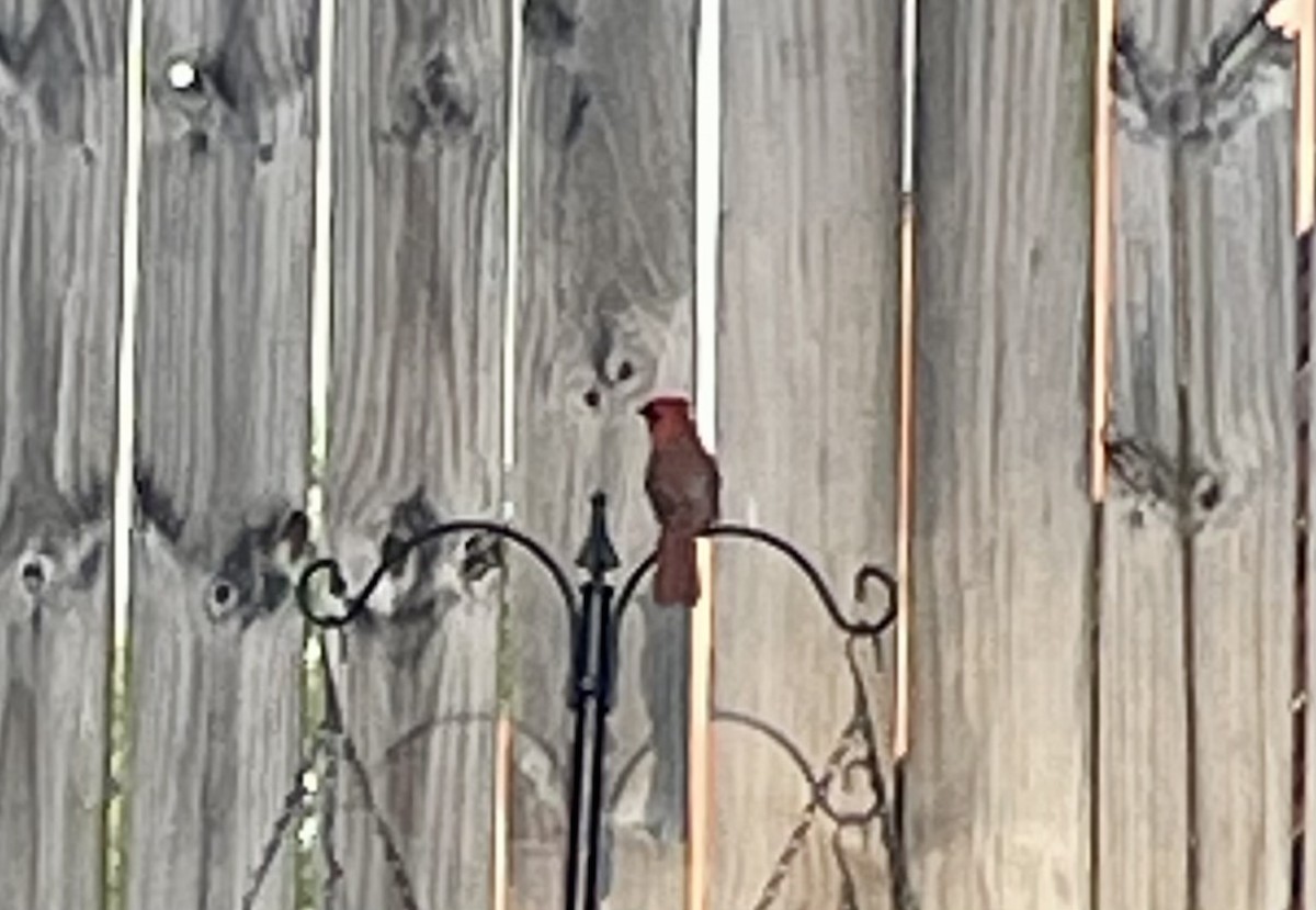 Northern Cardinal - ML635038489