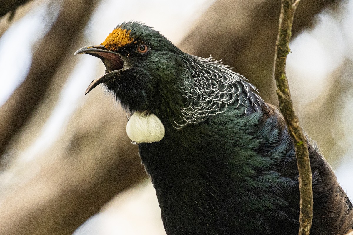 Mielero Tui - ML635038500