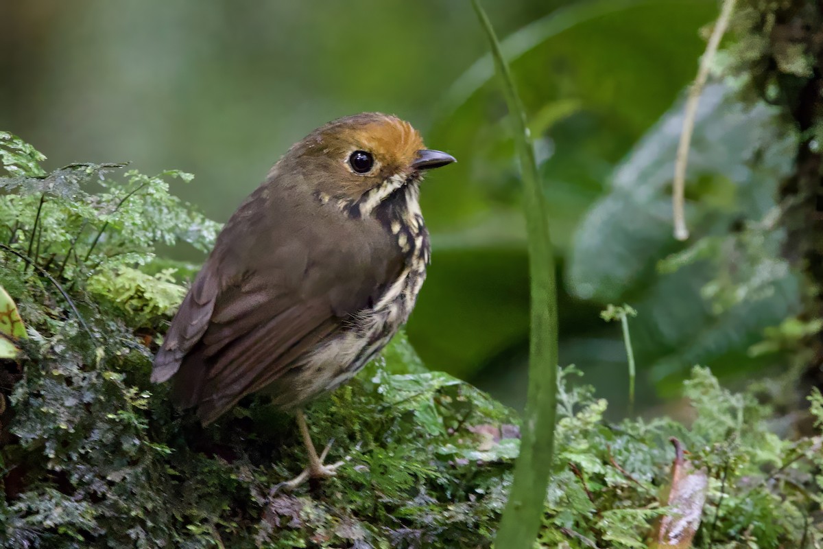 Ochre-fronted Antpitta - ML635038555