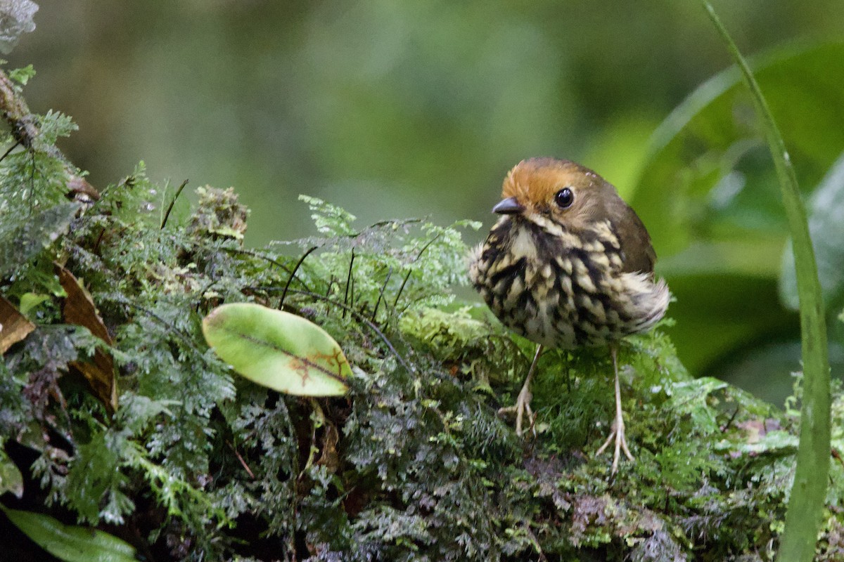 Ochre-fronted Antpitta - ML635038562