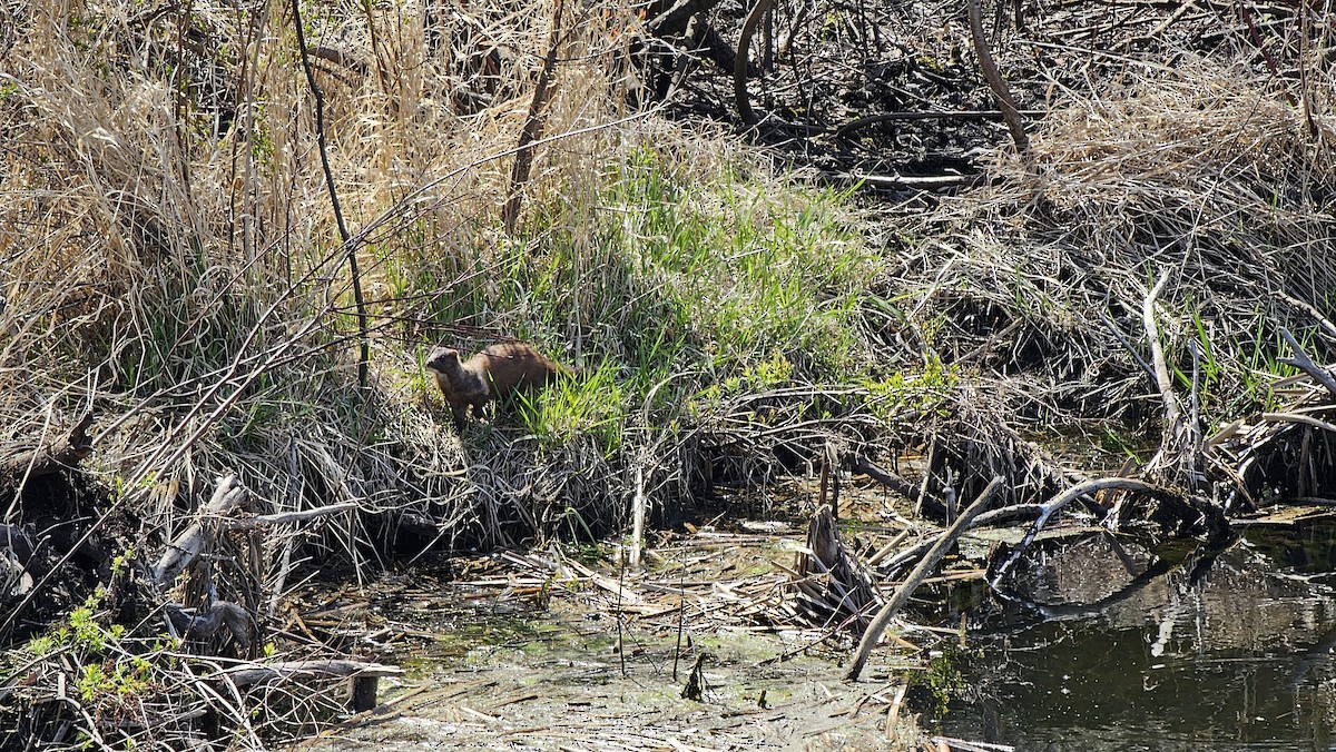 American Mink - ML635038567