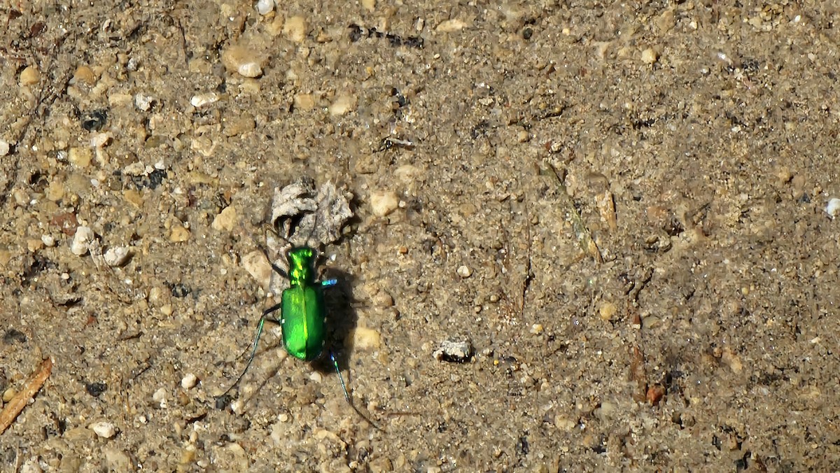 Six-spotted Tiger Beetle - ML635038694