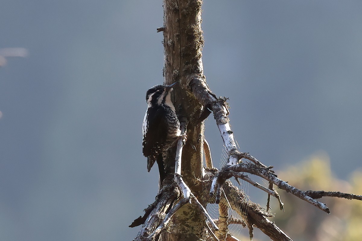 Eurasian Three-toed Woodpecker - ML635038722