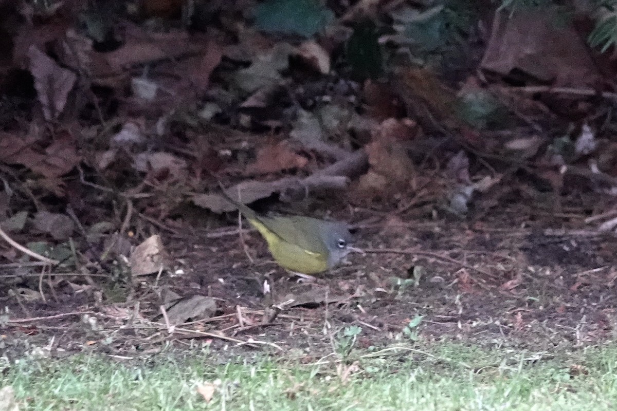 MacGillivray's Warbler - ML635038735
