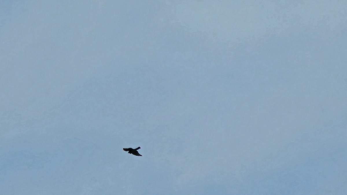 Sharp-shinned Hawk - ML635038887