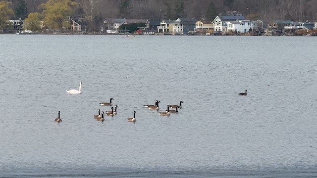 Mute Swan - ML635038908