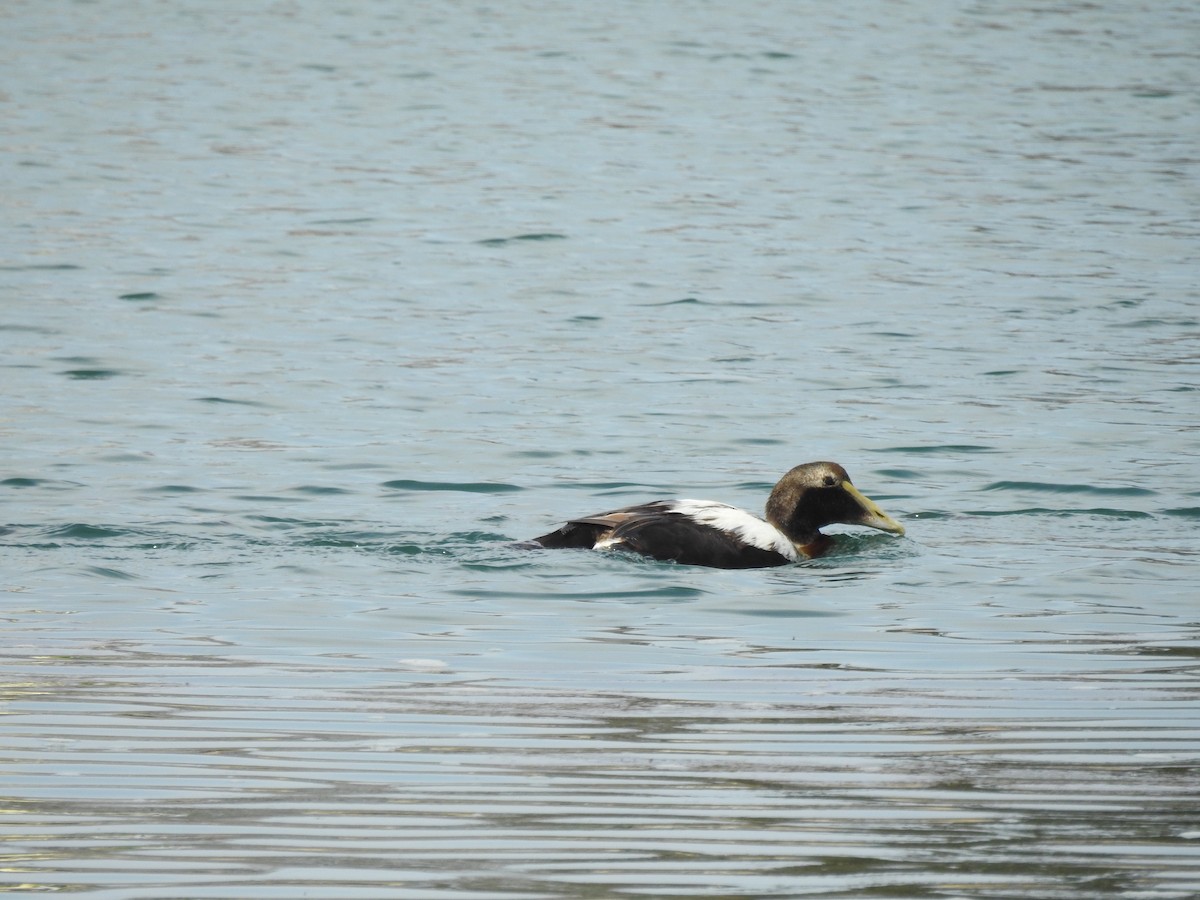 Eider arrunta - ML635038922