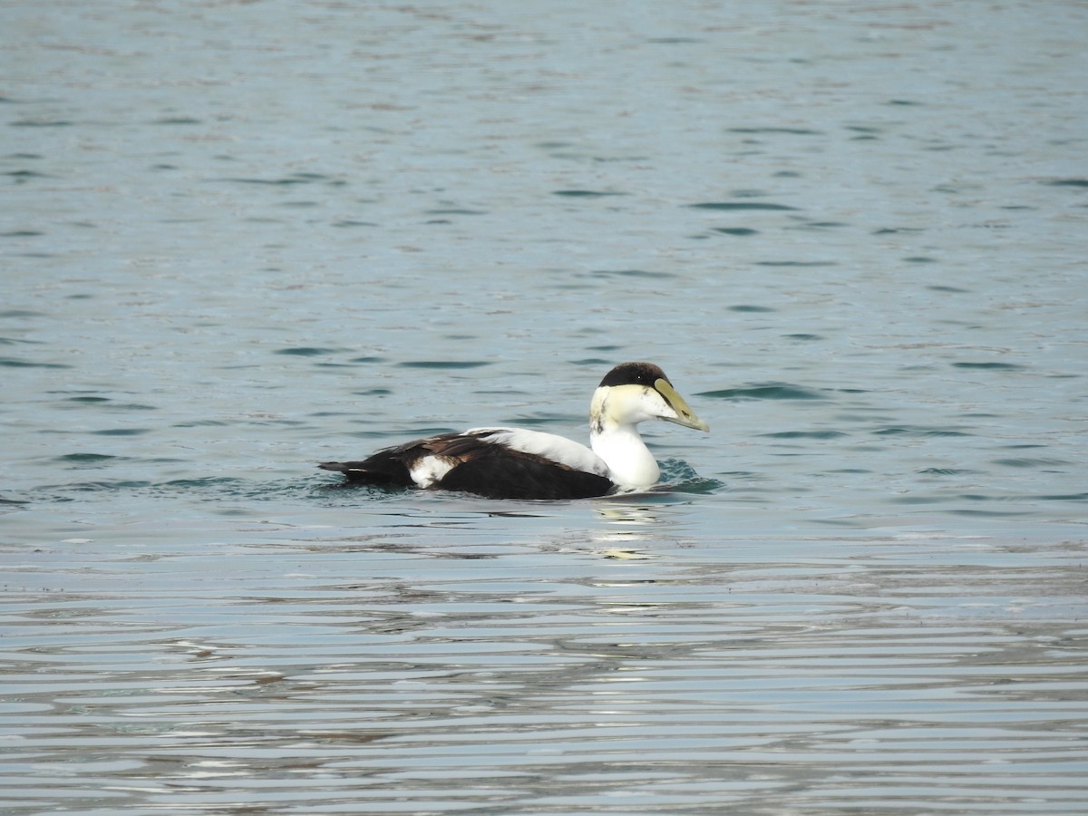 Eider arrunta - ML635038923