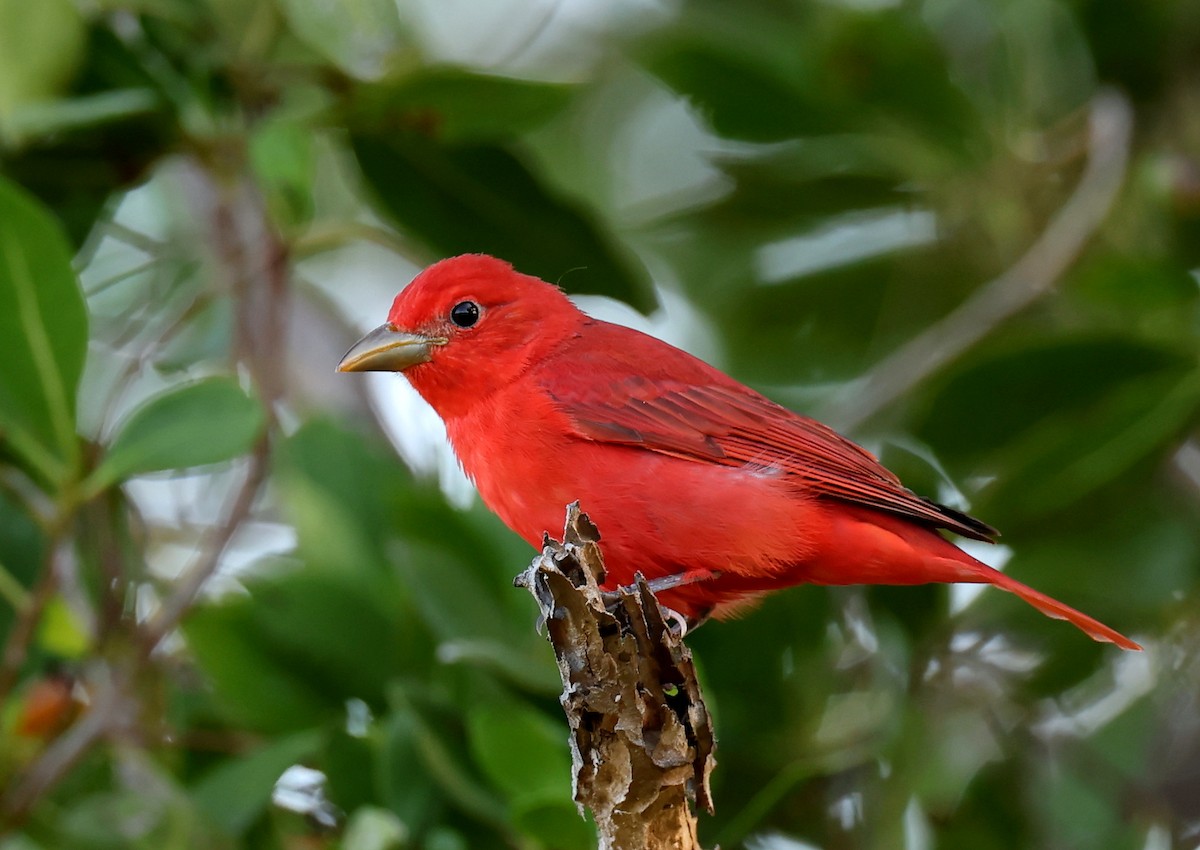 Summer Tanager - ML635039023