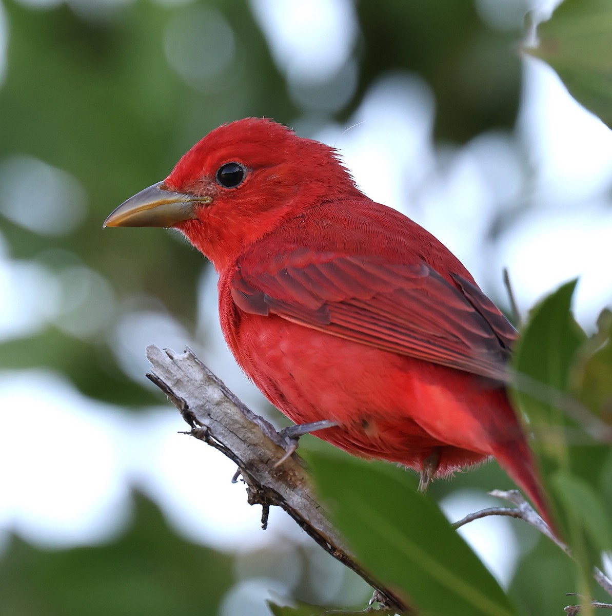 Summer Tanager - ML635039024