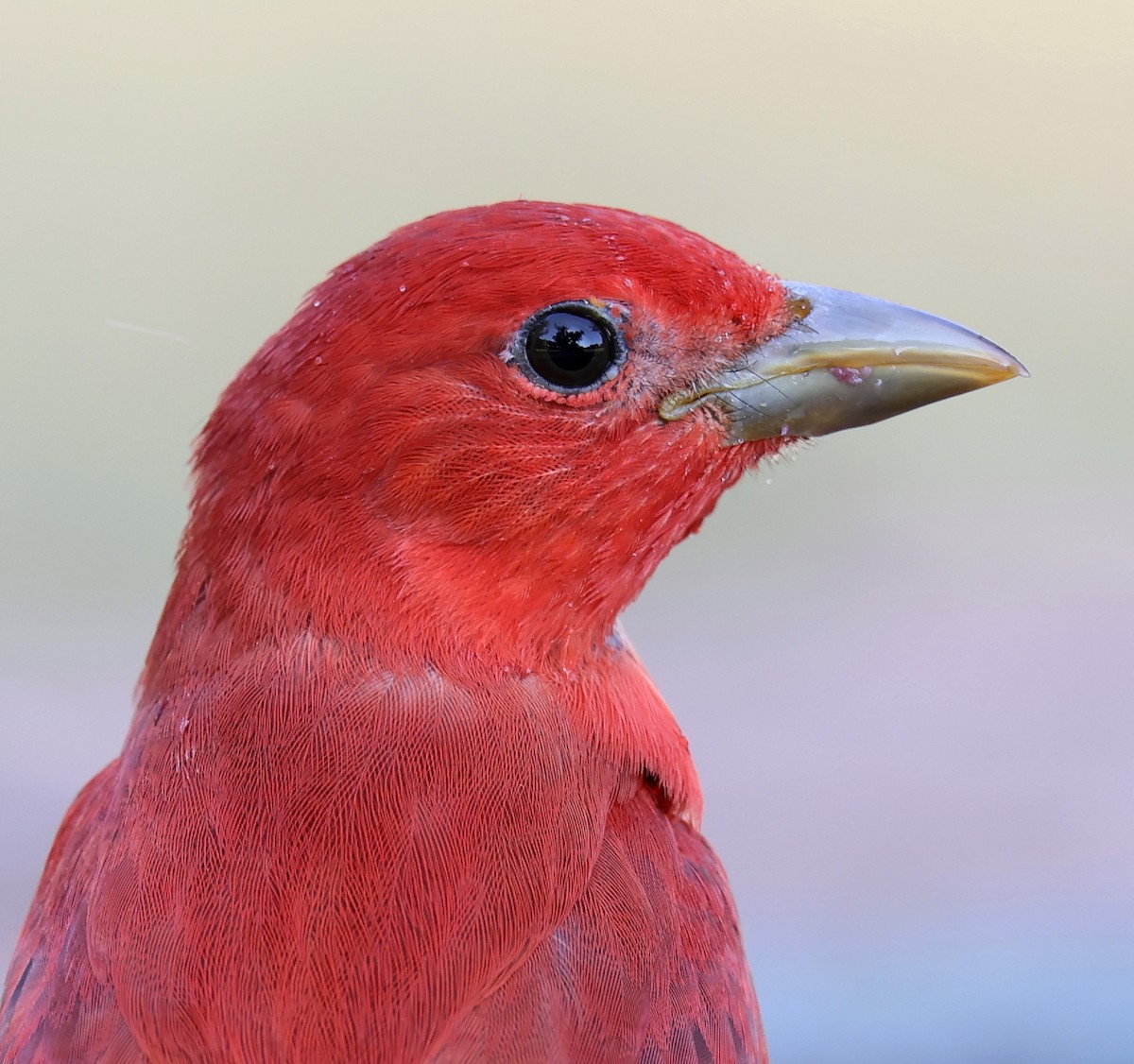 Summer Tanager - ML635039025