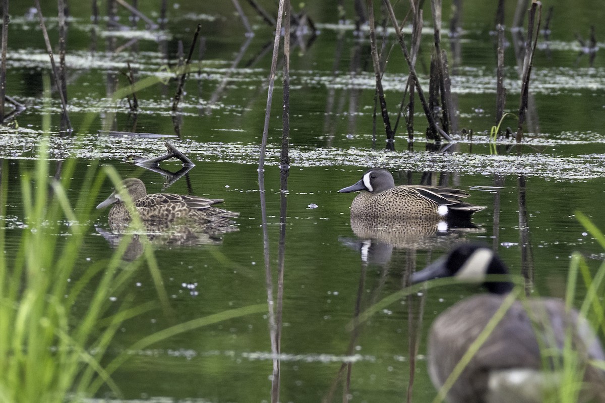 Blue-winged Teal - ML635039048