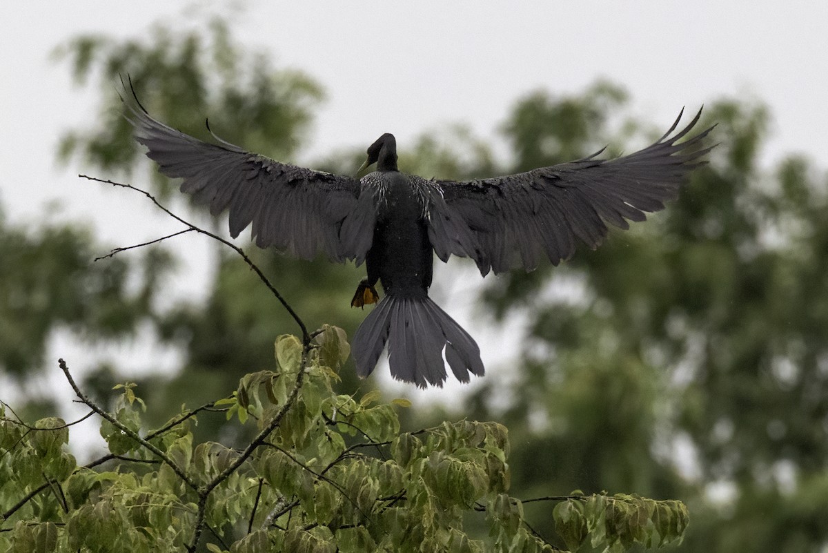Anhinga - ML635039077