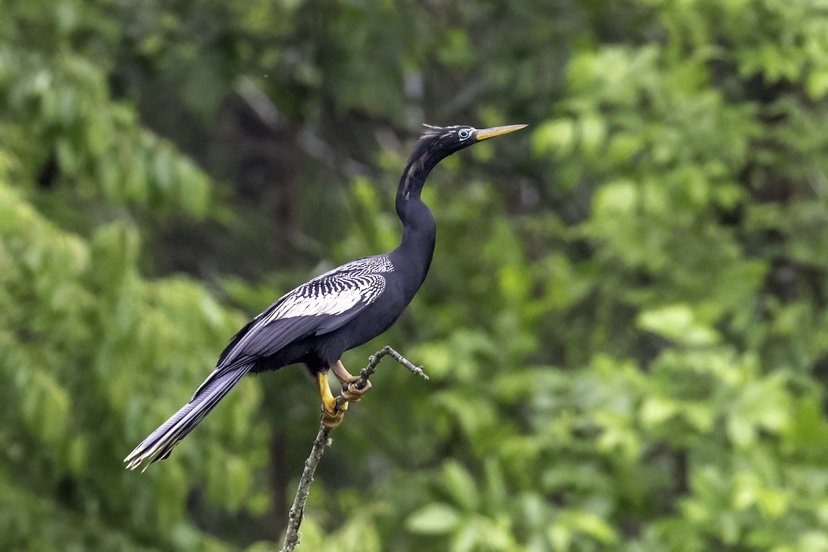 Anhinga - ML635039078