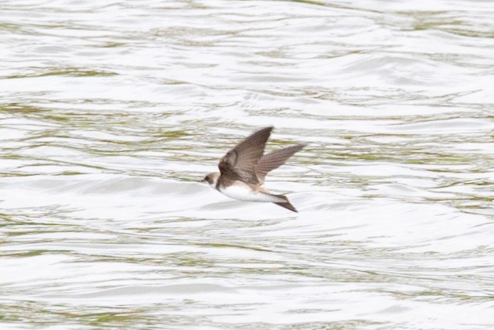 Bank Swallow - ML635039109