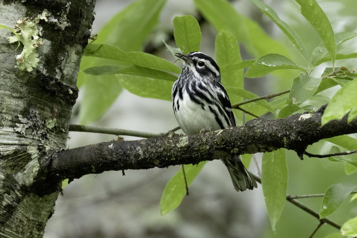 Black-and-white Warbler - ML635039126
