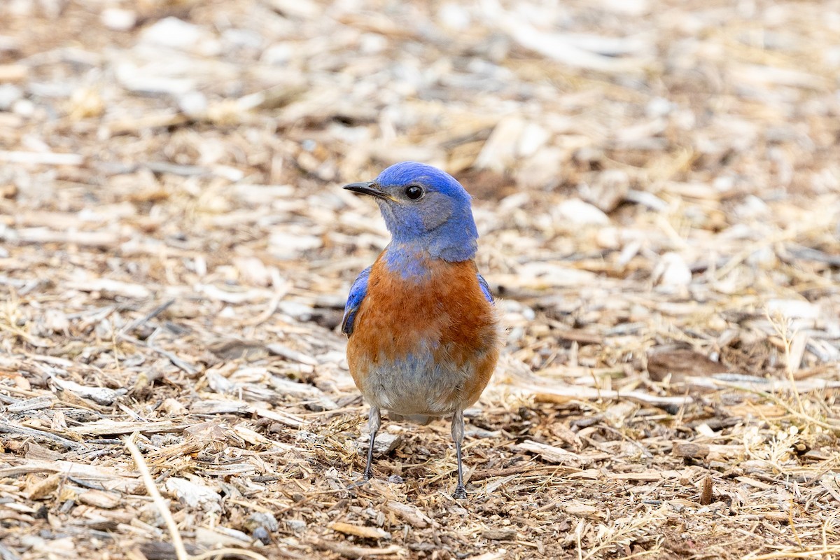 Western Bluebird - ML635039139