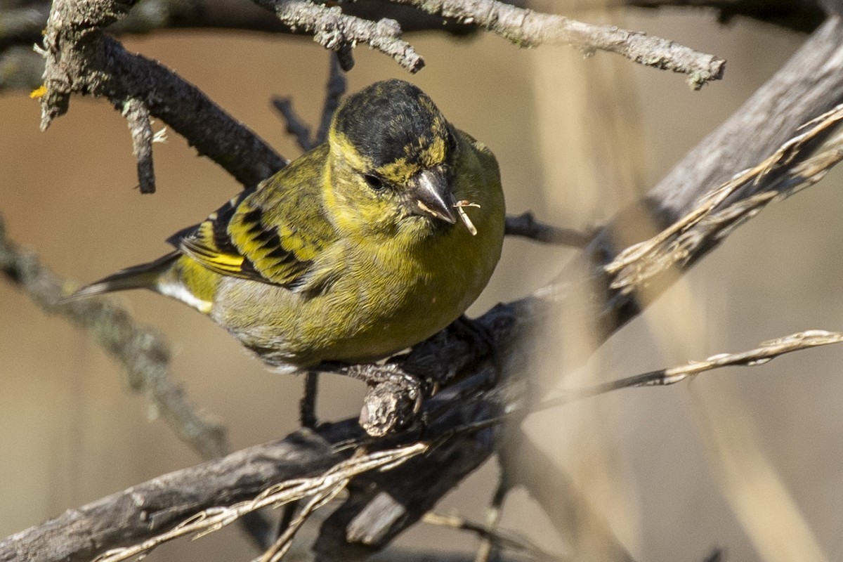 Black-chinned Siskin - ML635039146